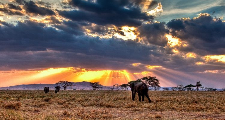 safari tanzania tours (4)