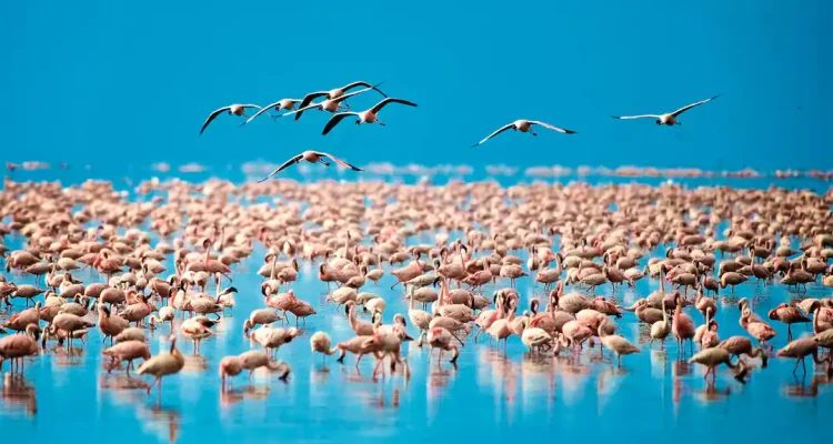 safari tanzania tours (4)