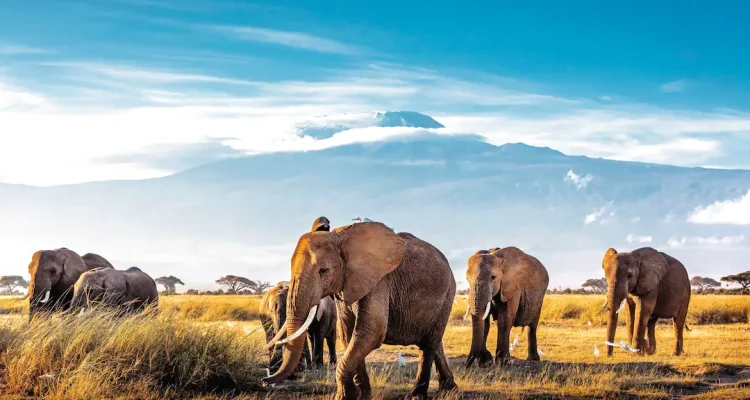 safari tanzania tours (6)