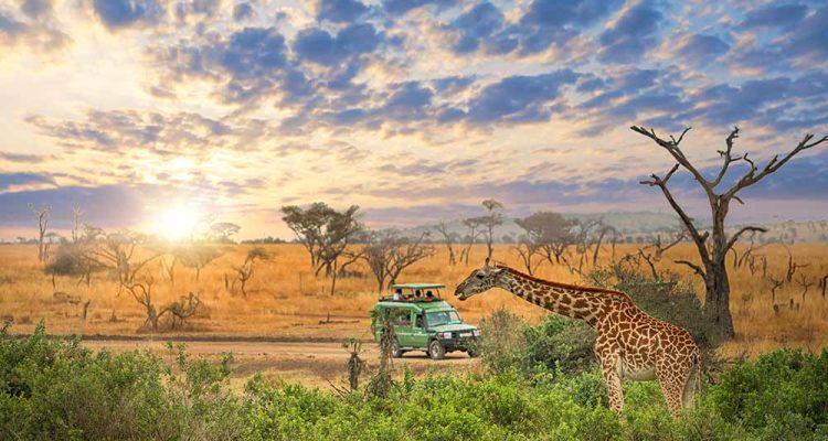 safari tanzania tours (7)