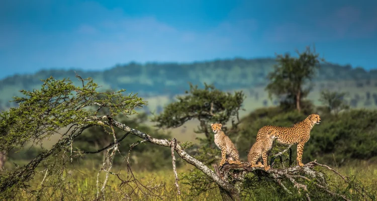 safari tanzania tours (8)