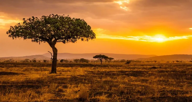 safari tanzania tours (9)